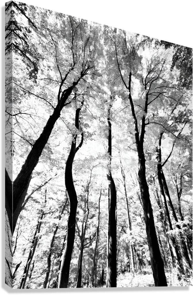 Pennsylvania Woods Canvas Print