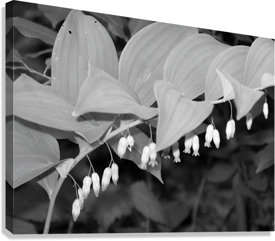 Solomon Seal Canvas Print