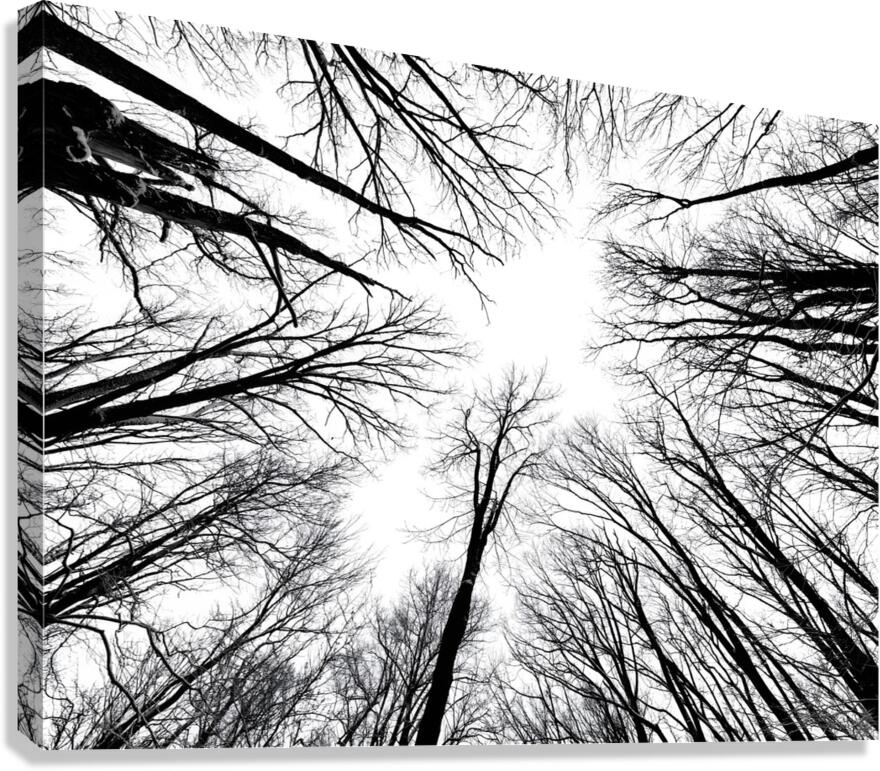 Winter Canopy Canvas Print