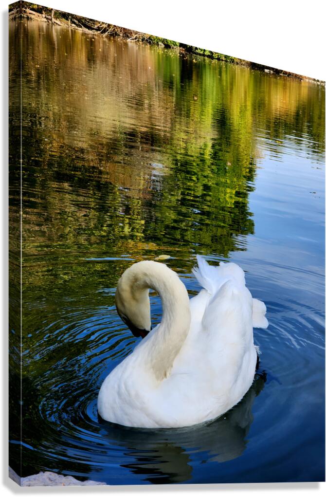 Swan 3 Canvas Print