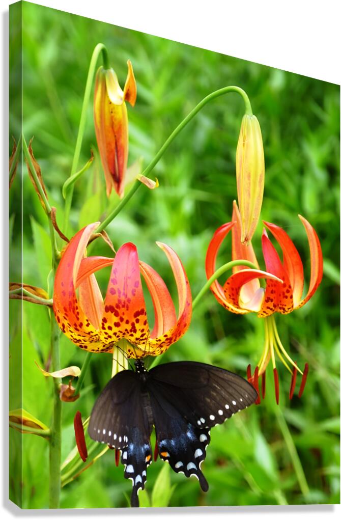 Black Swallowtail On Turks Cap Canvas Print
