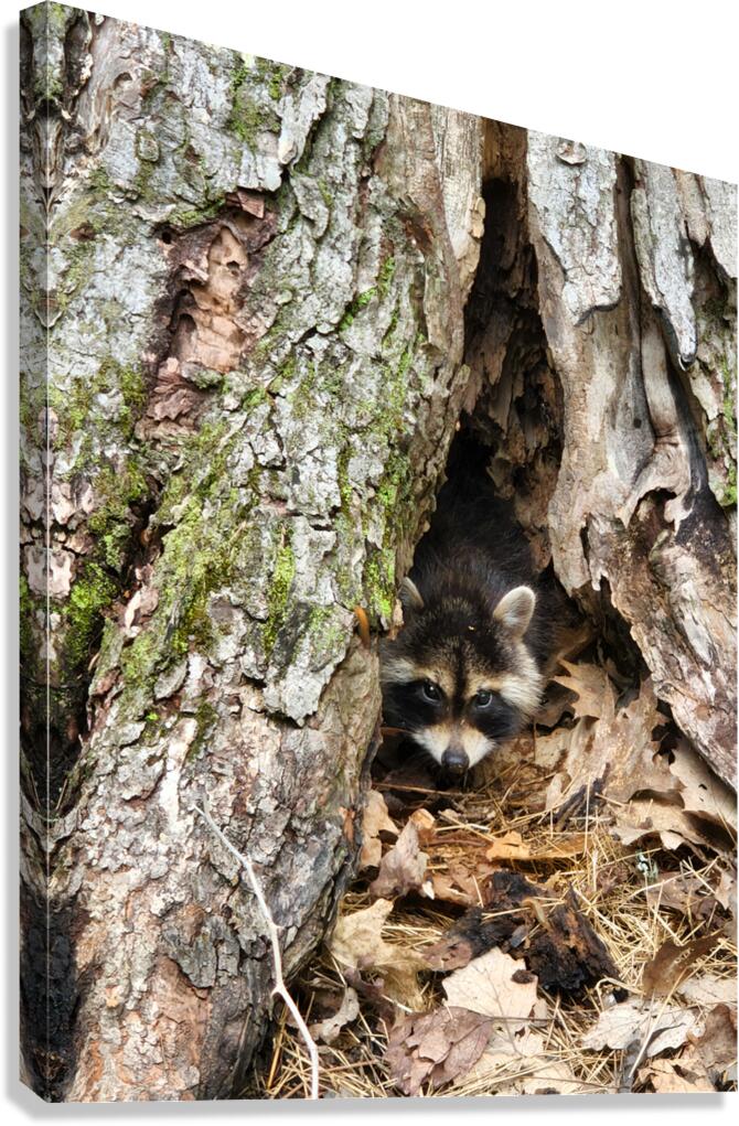 Racoon Kit Canvas Print