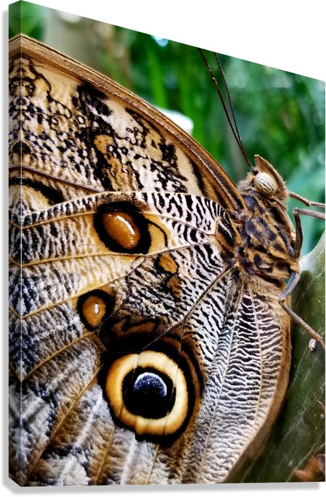 Owl Butterfly Canvas Print