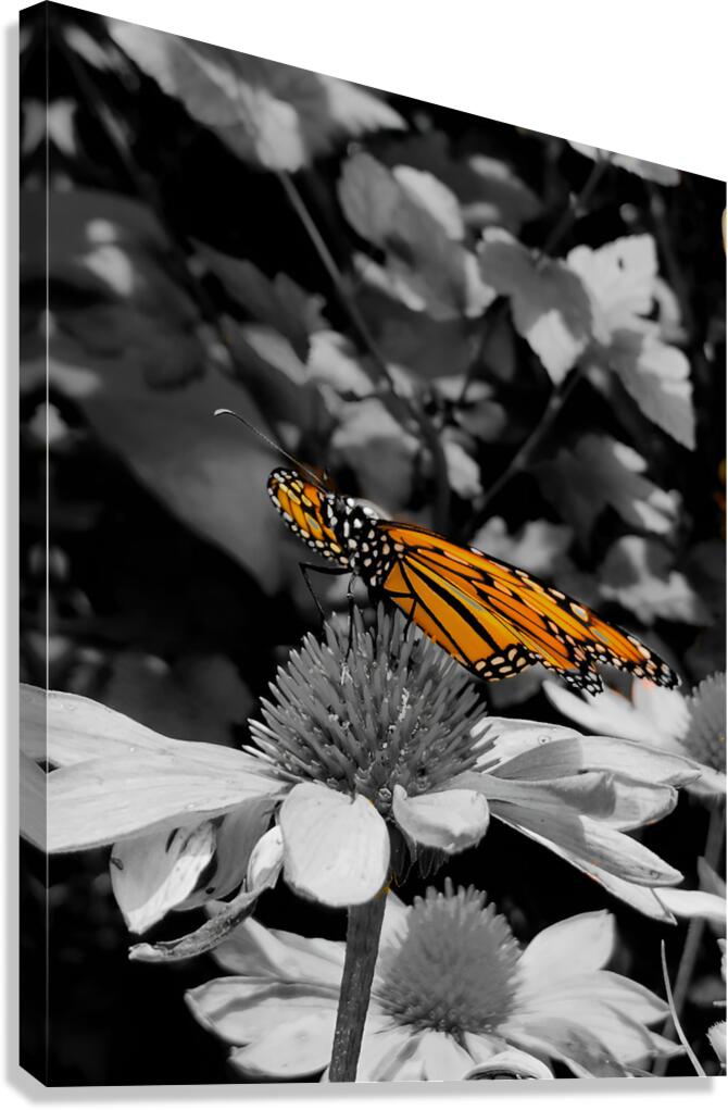 Monarch Highlight Canvas Print