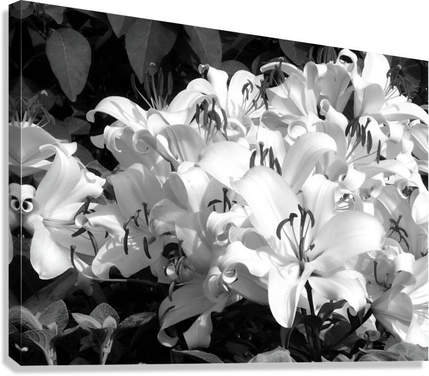 Lilies Canvas Print