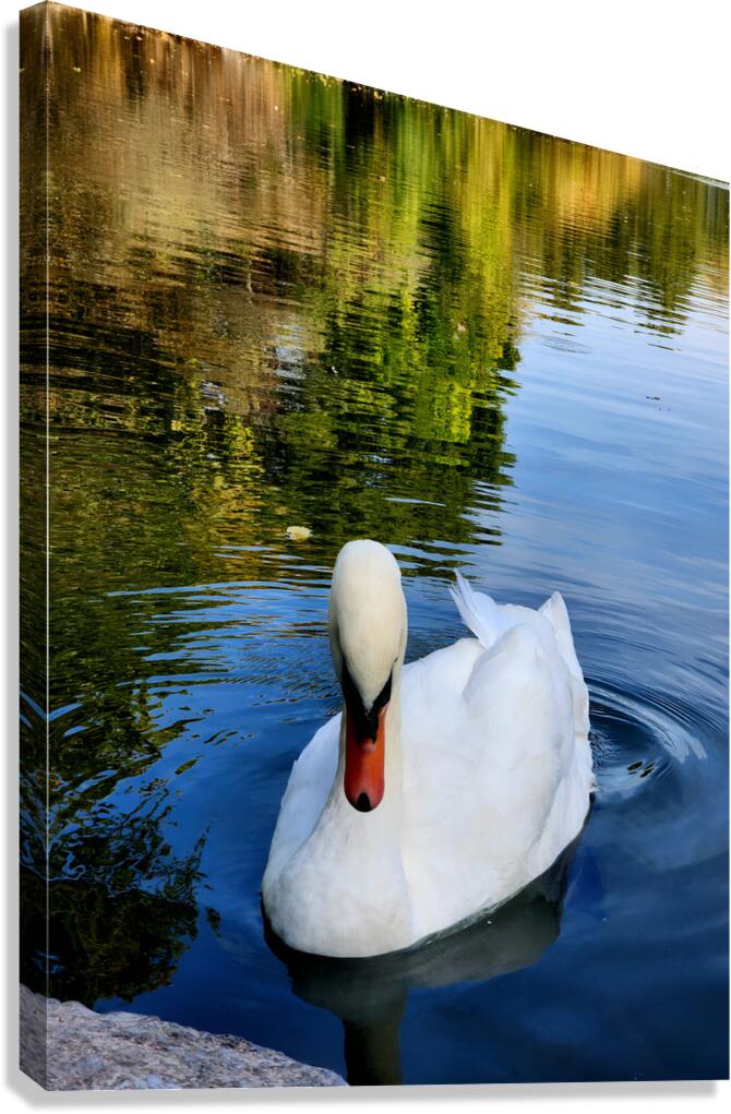 Swan 2 Canvas Print