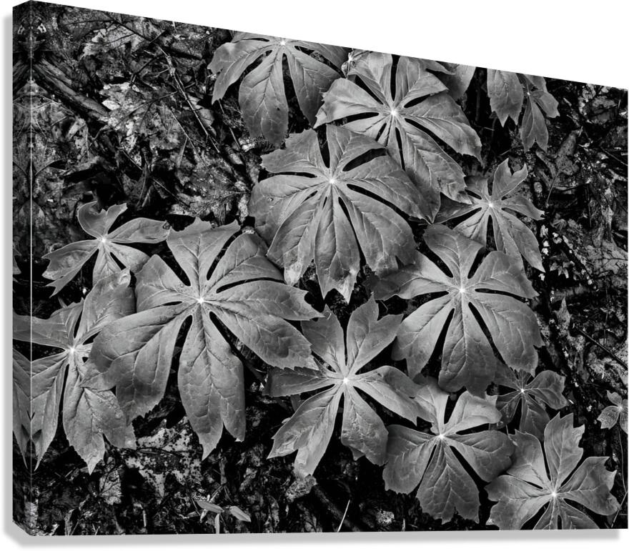 Mayapples Canvas Print