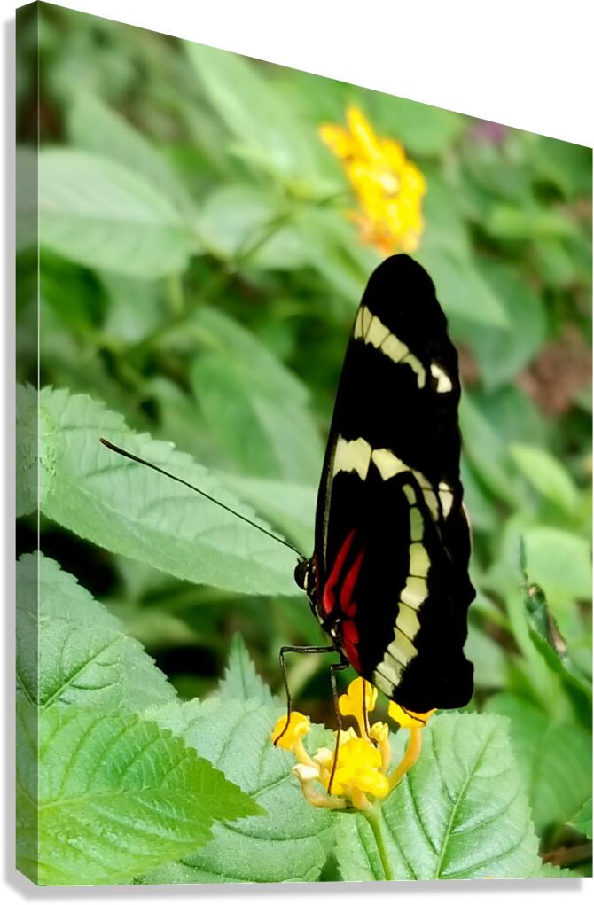 Butterfly Canvas Print