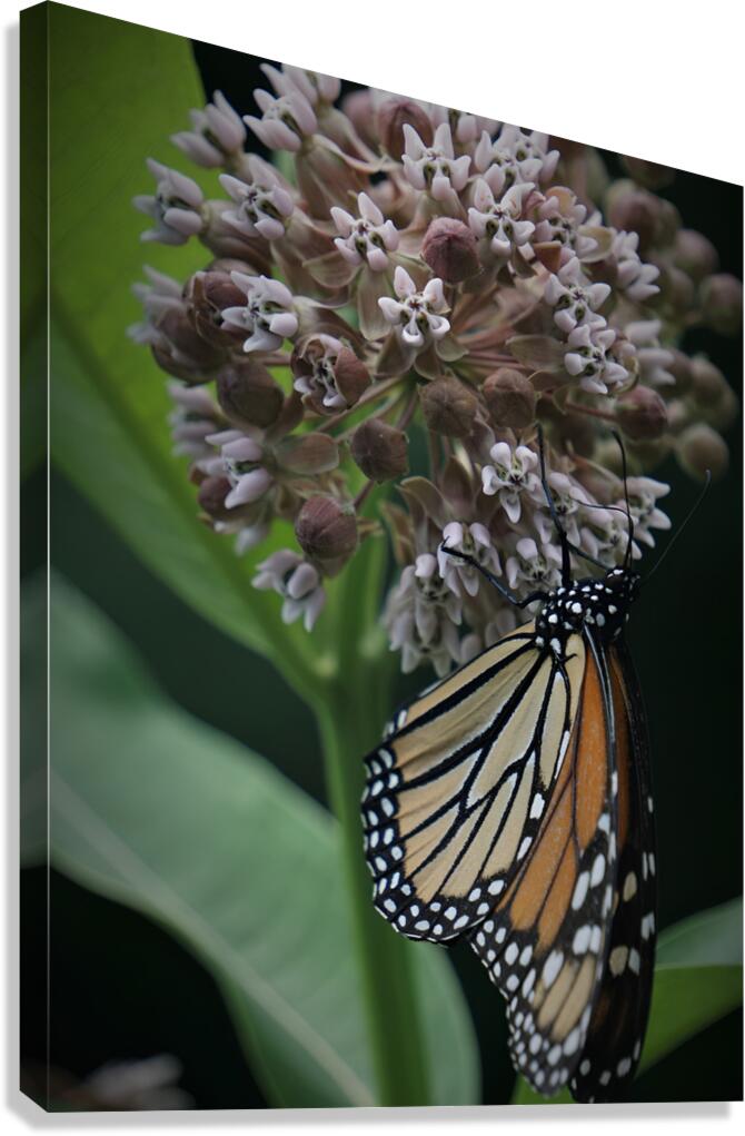 Monarch On Milkweed Canvas Print