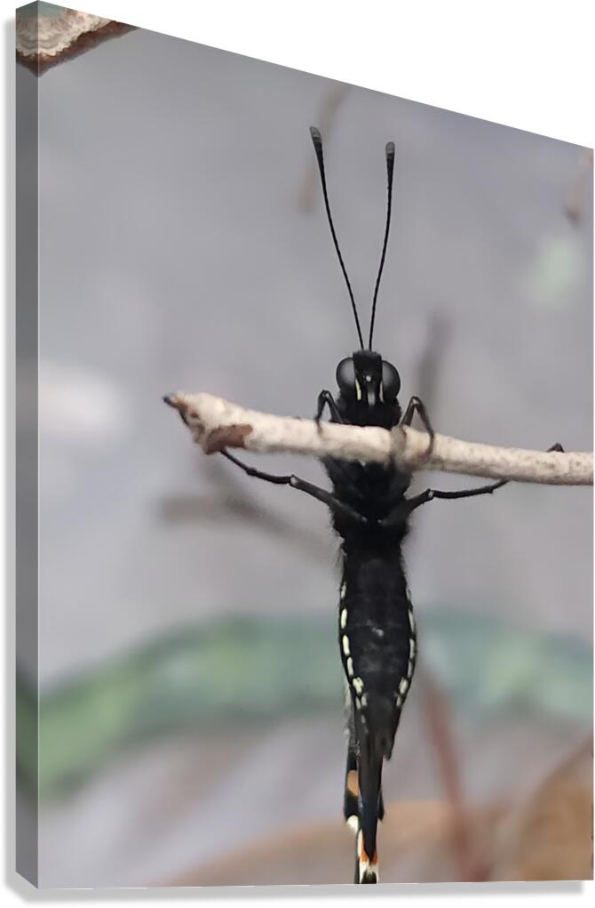 Butterfly Pullup Canvas Print