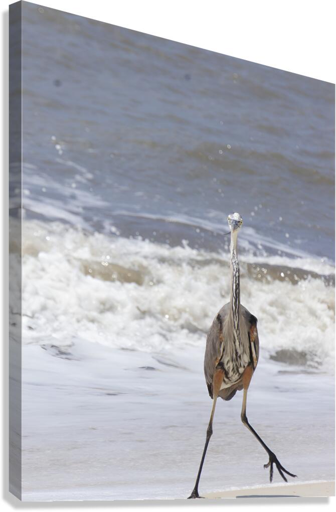 Sneaky Blue Heron Canvas Print