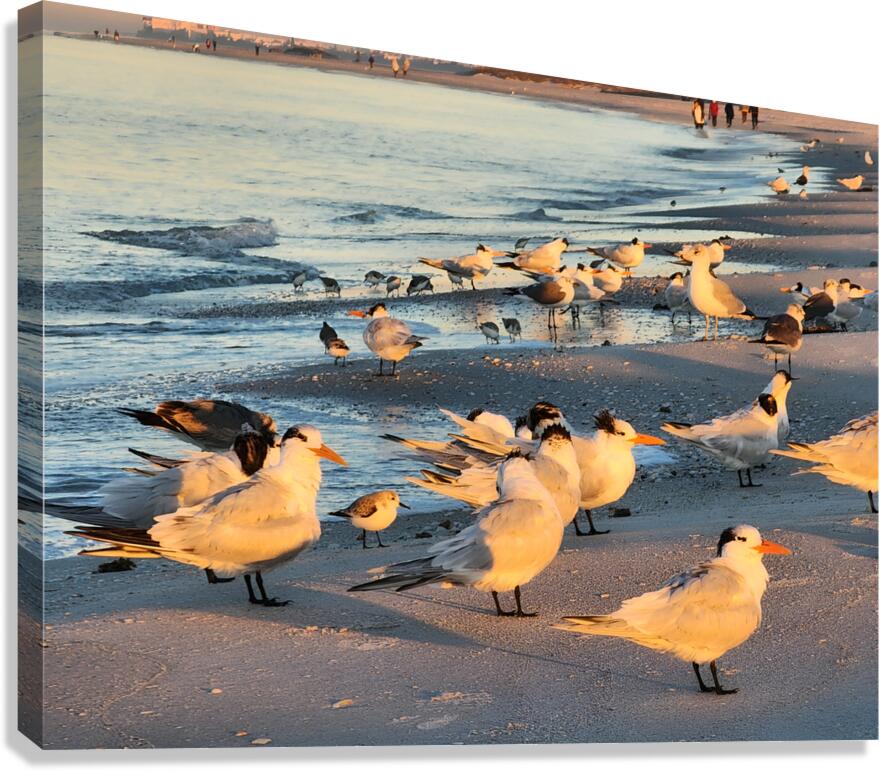 Gulls & Terns Canvas Print