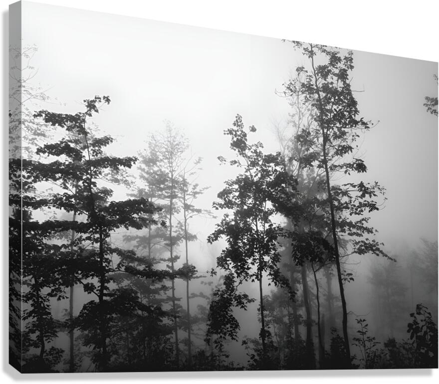 Misty Morning Canvas Print
