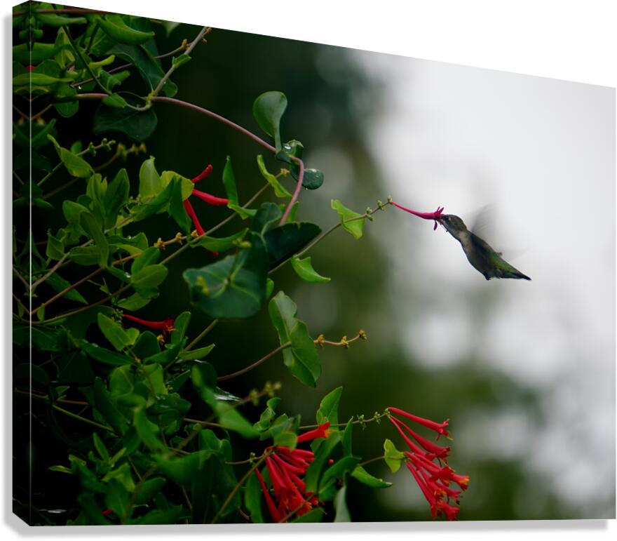 Nectaring Hummingbird Canvas Print