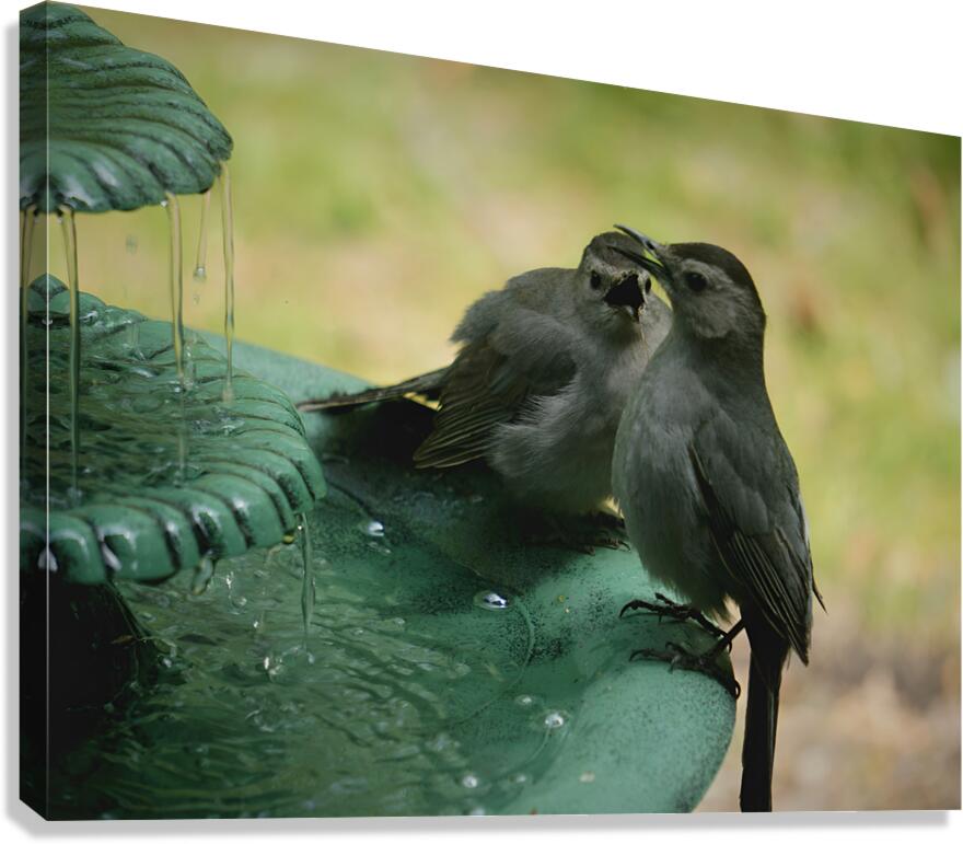 Catbird Scolding Canvas Print