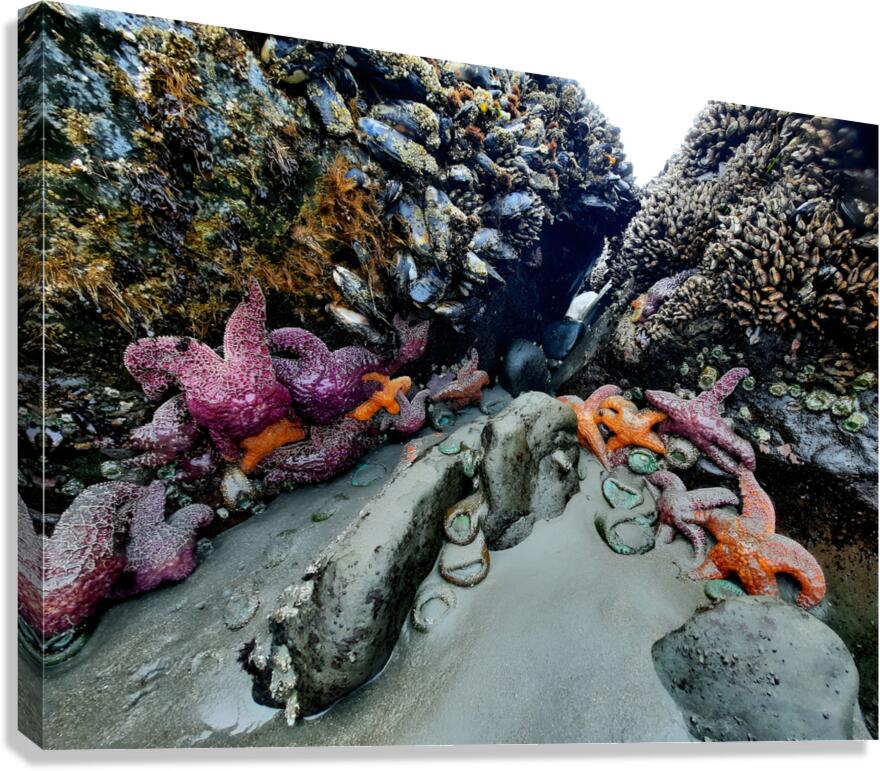 Tidal Pool 2 Canvas Print