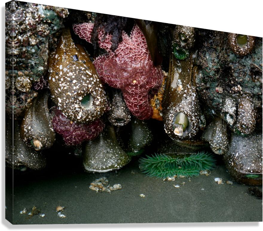 Tidal Pool 5 Canvas Print
