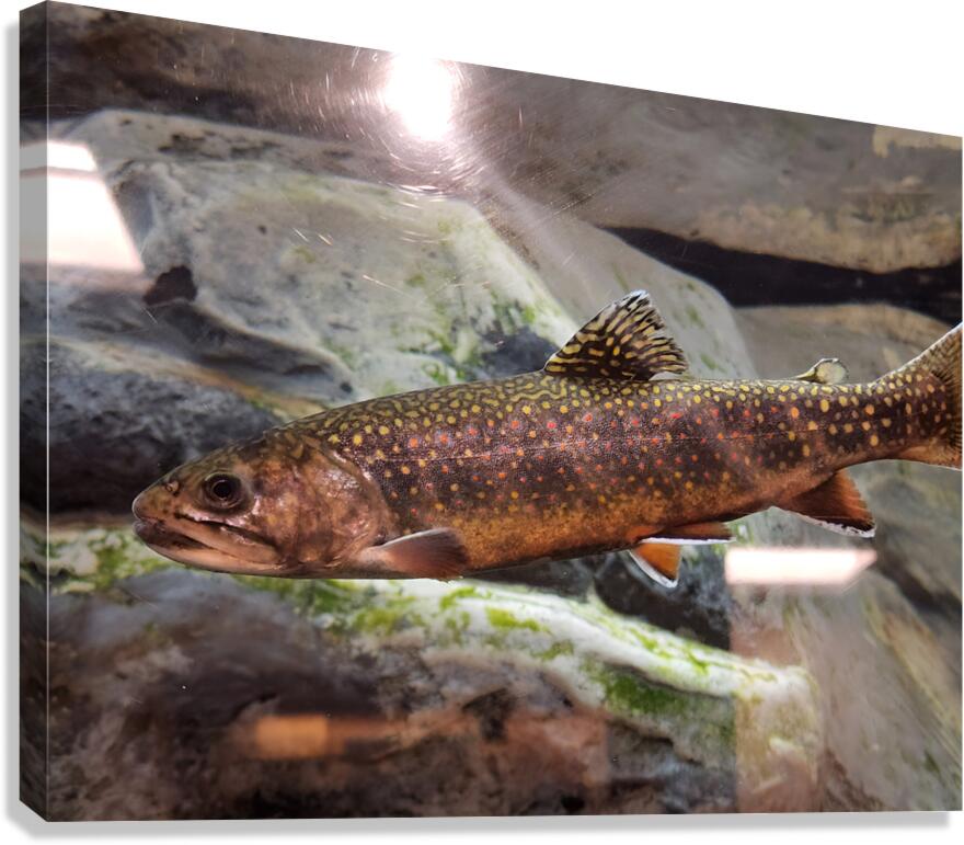 Brook Trout Canvas Print