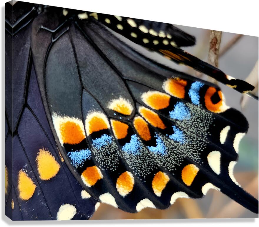 Black Swallowtail Closeup Canvas Print