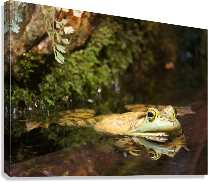 Bull Frog Canvas Print