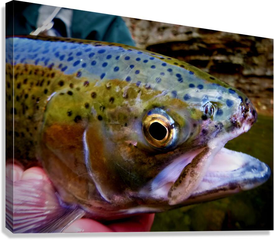 Steelhead Closeup Canvas Print