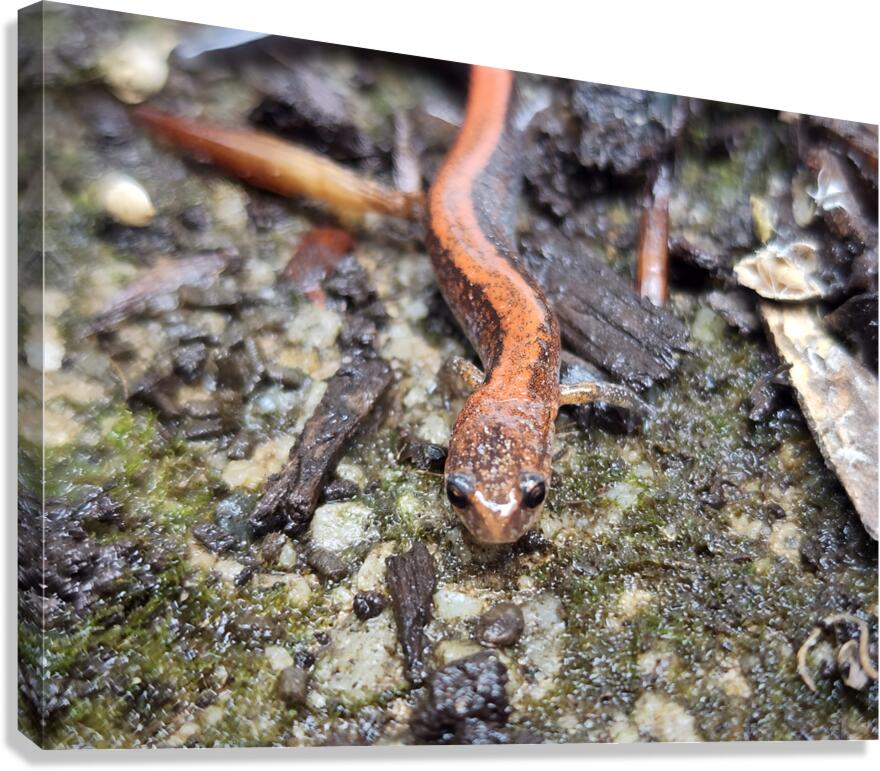 Redback Salamander Canvas Print
