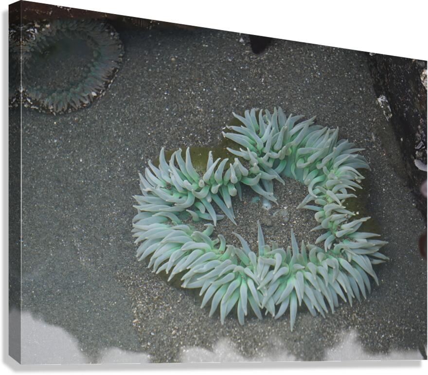 Sea Anemone Canvas Print