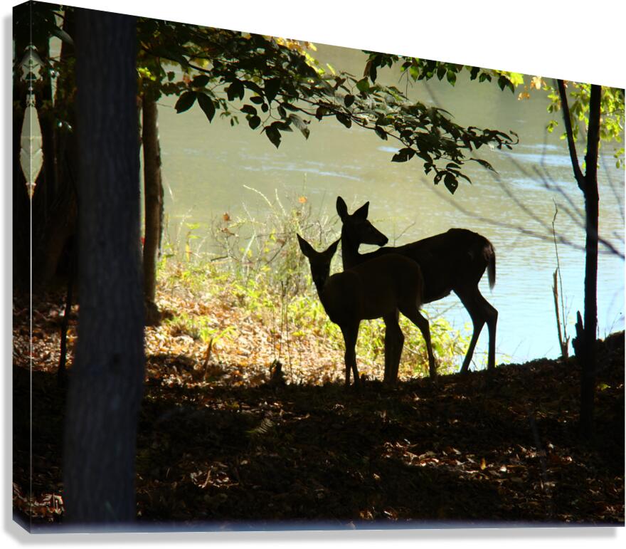 Lake Deer Canvas Print