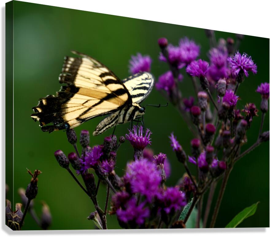 Swallowtail On Ironweed Canvas Print