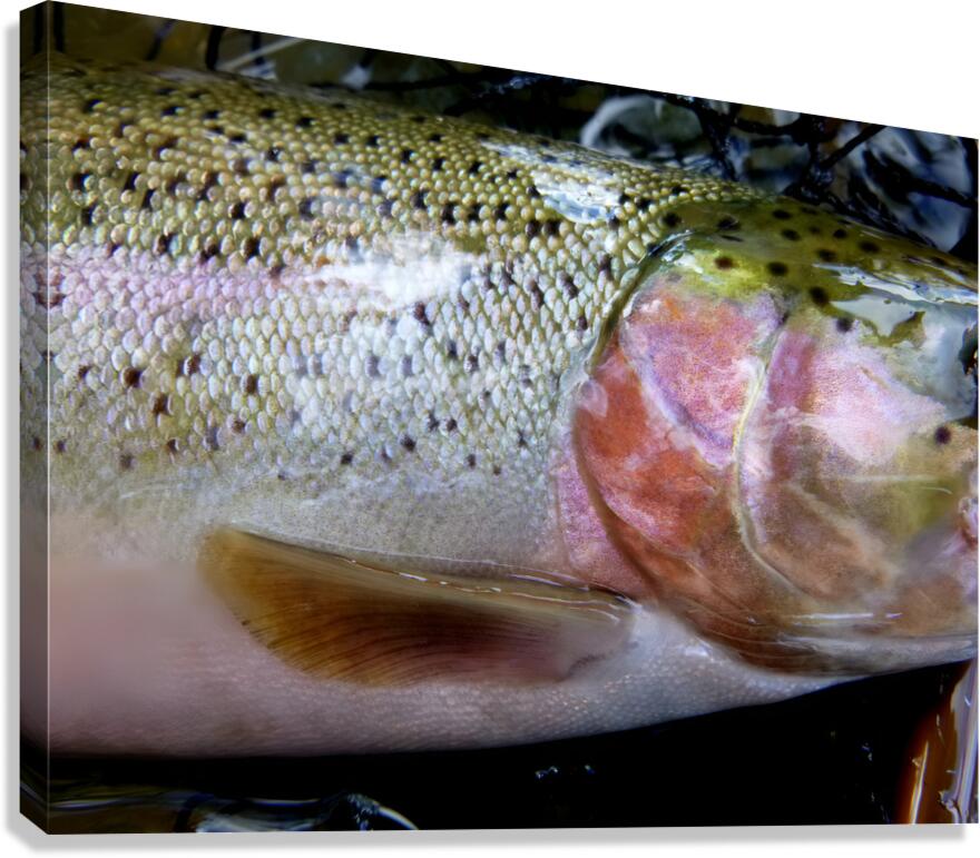 Trout Operculum Canvas Print