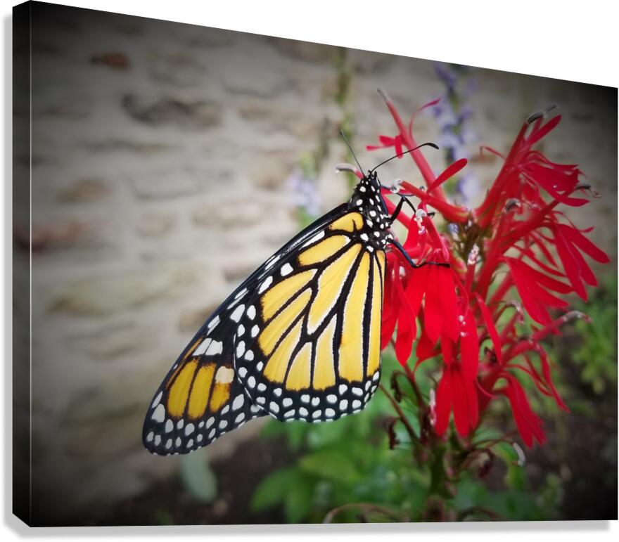 Monarch On Cardinal Flower  Canvas Print