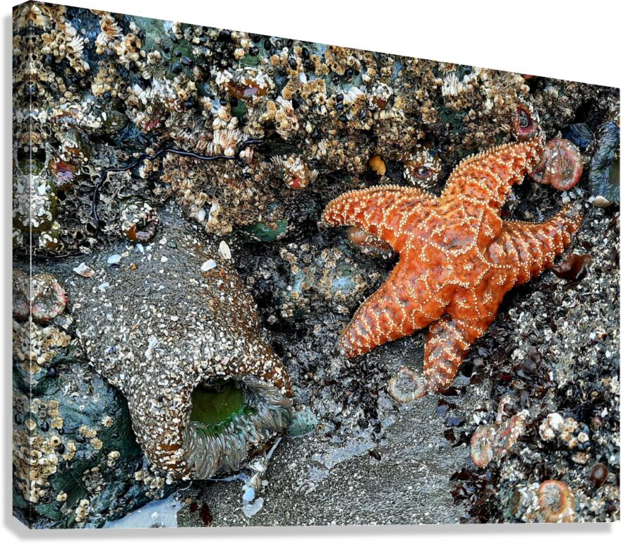 Tidal Pool 1 Canvas Print