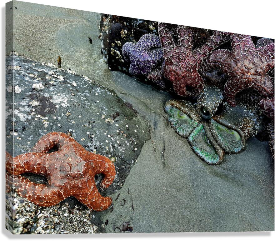 Tidal Pool 3 Canvas Print