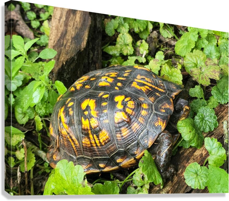 Box Turtle Canvas Print