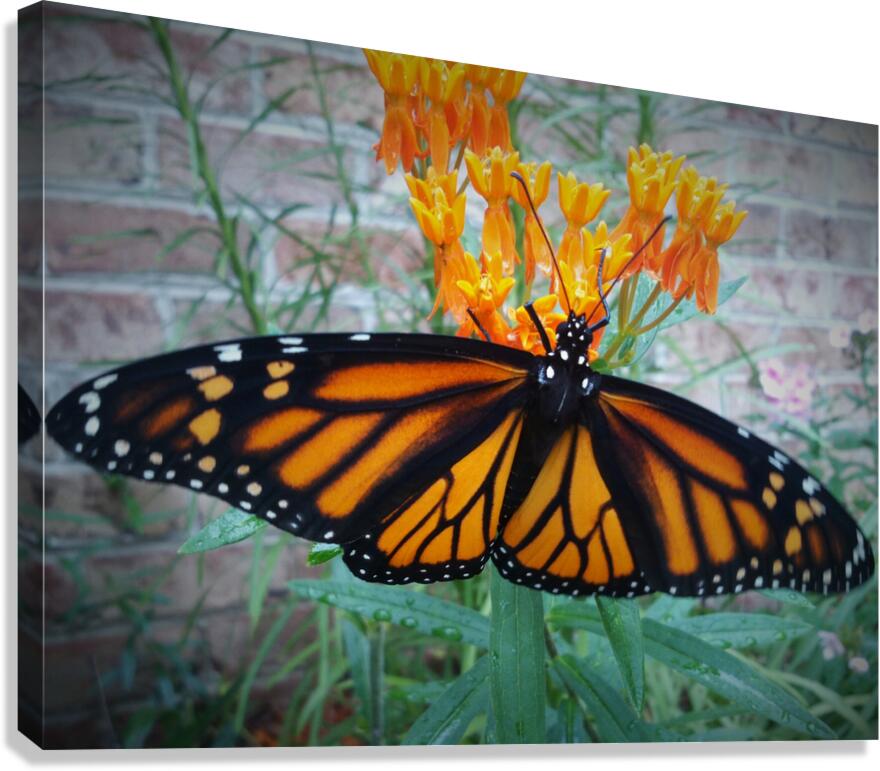 Monarch Female Canvas Print