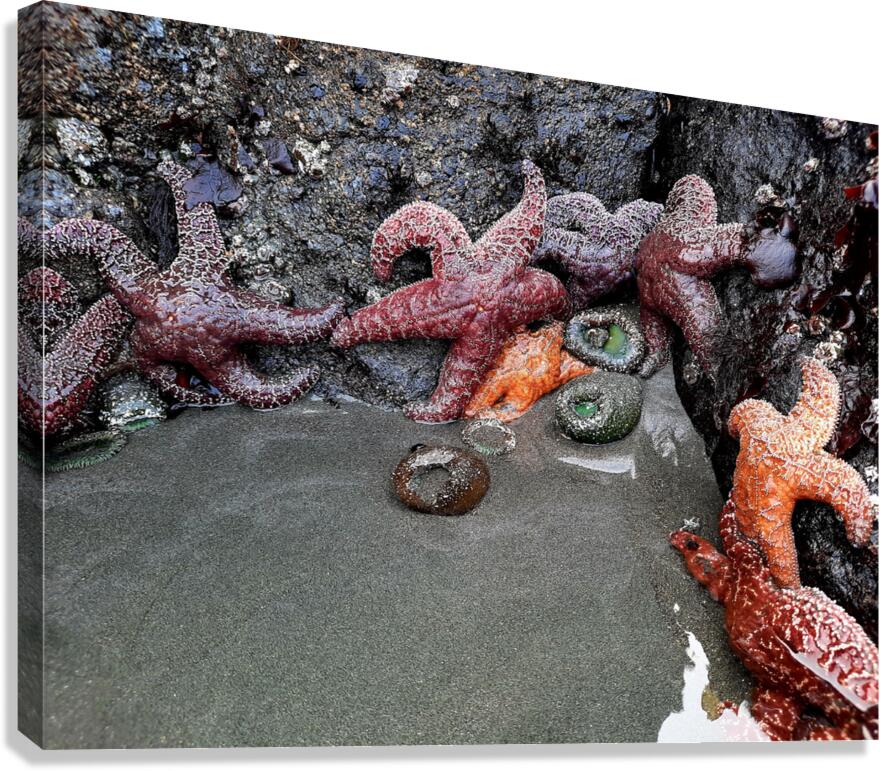 Tidal Pool 4 Canvas Print