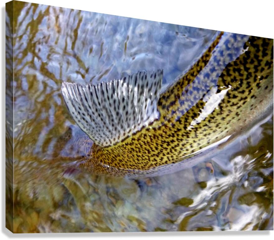 Trout Dorsal Fin Canvas Print