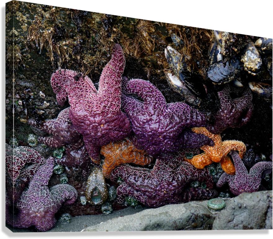 Tidal Pool 7 Canvas Print