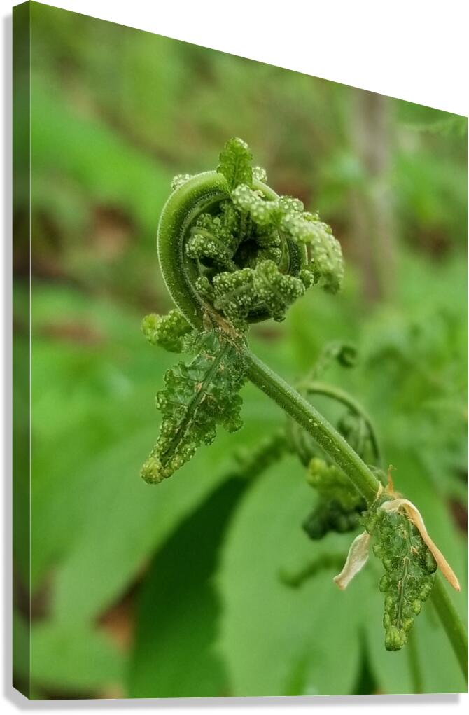 Fiddlehead 1 Canvas Print