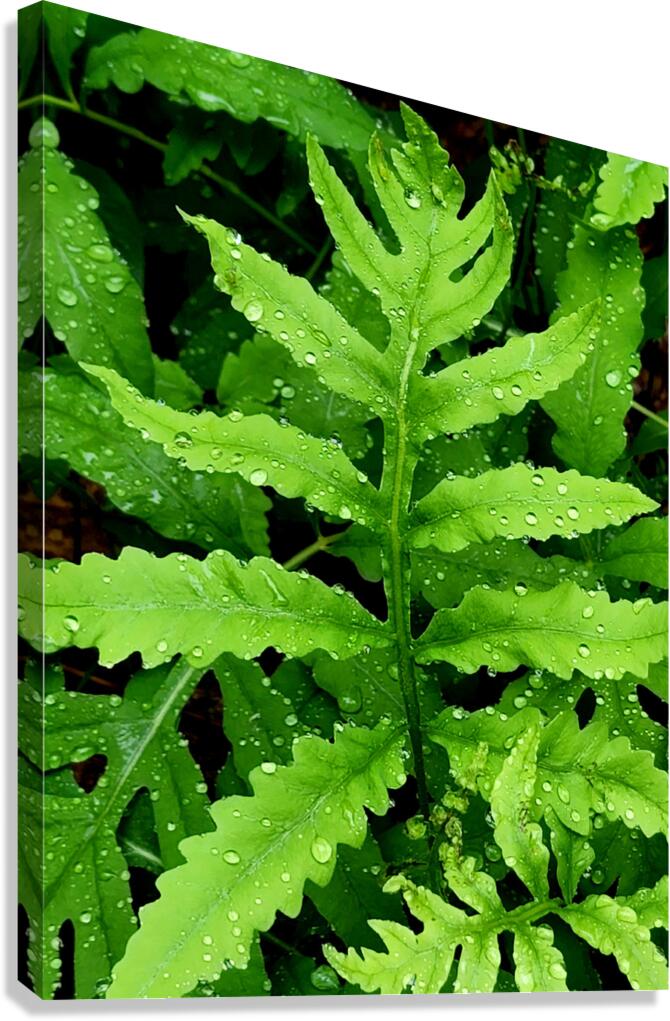 Sensitive Fern Canvas Print