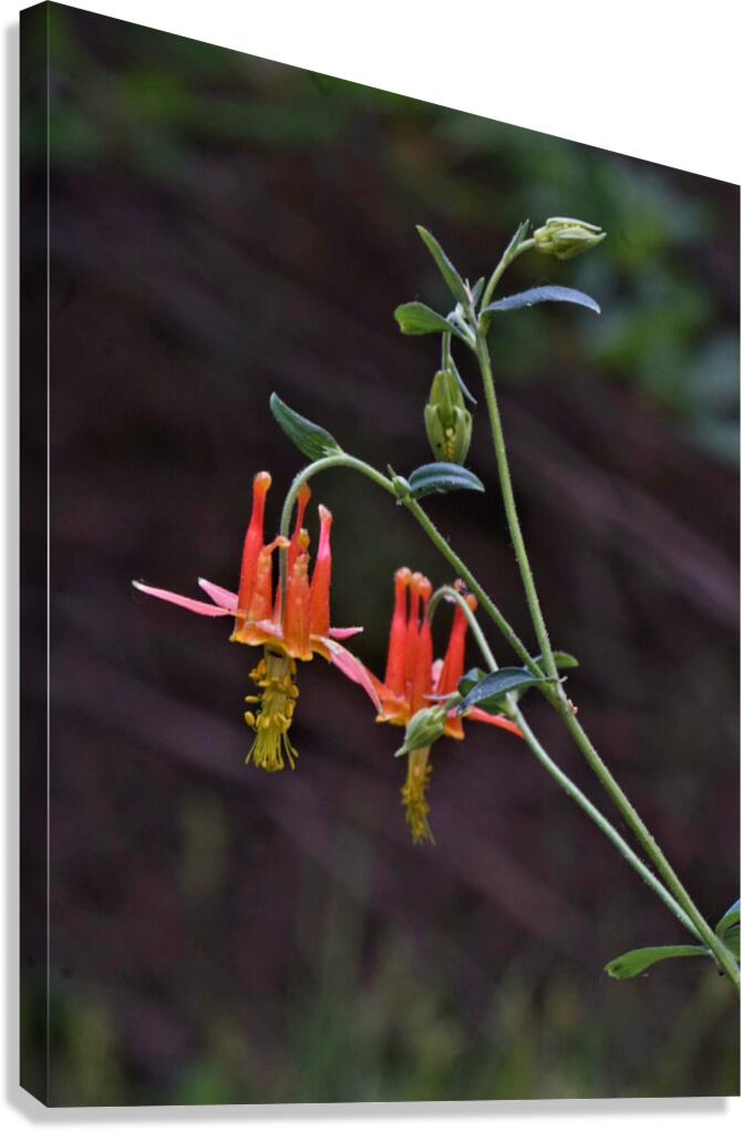 Columbine Canvas Print