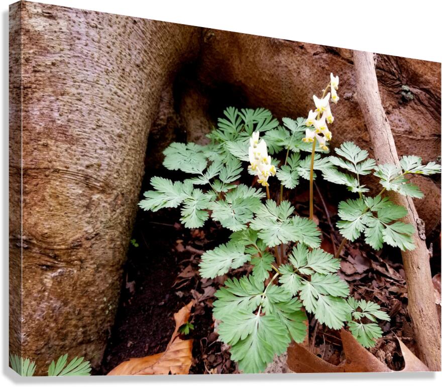 Dutchmans Breeches Canvas Print