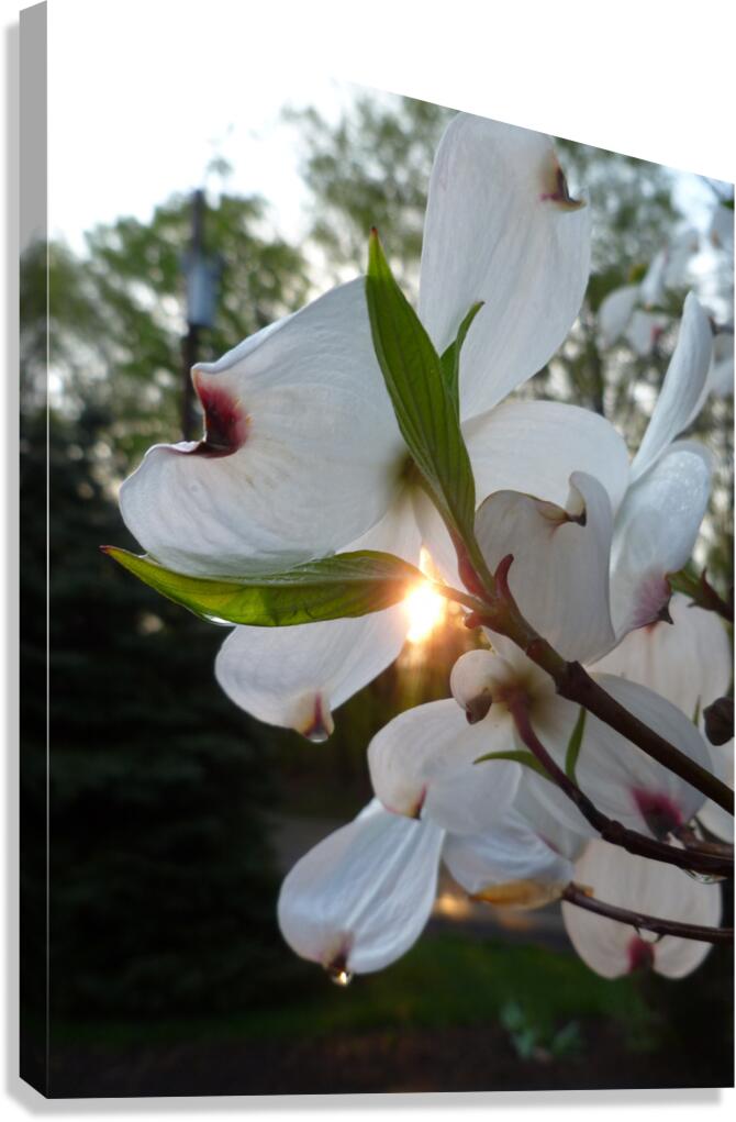 White Dogwood At Sunset Canvas Print