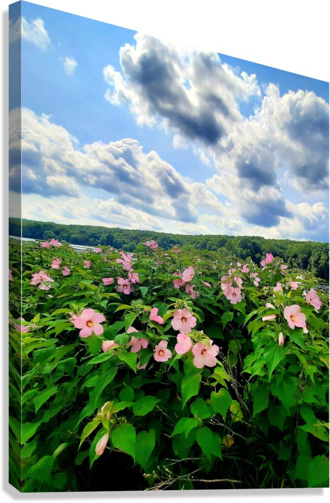 Swamp Mallow At Moraine State Park Canvas Print