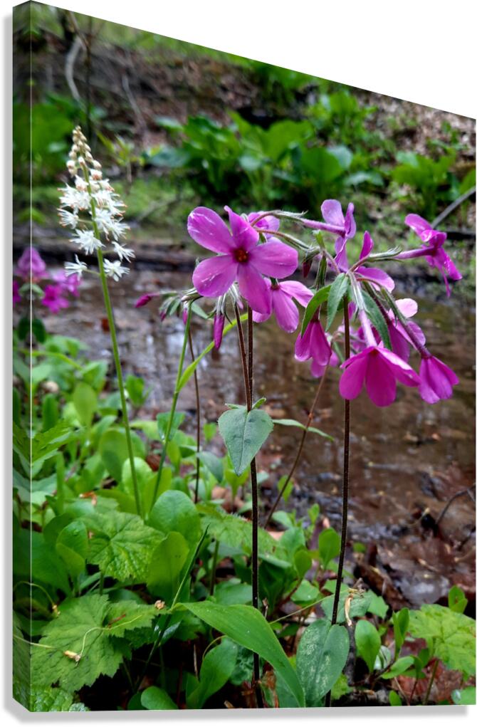 Creeping Phlox Streamside Canvas Print