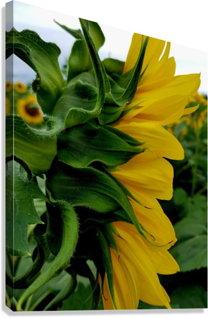 Sunflower Portrait Canvas Print