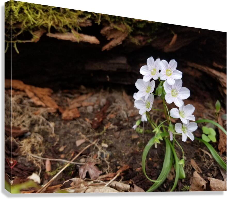 Spring Beauties Canvas Print
