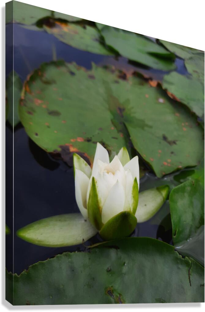 Water Lily Canvas Print