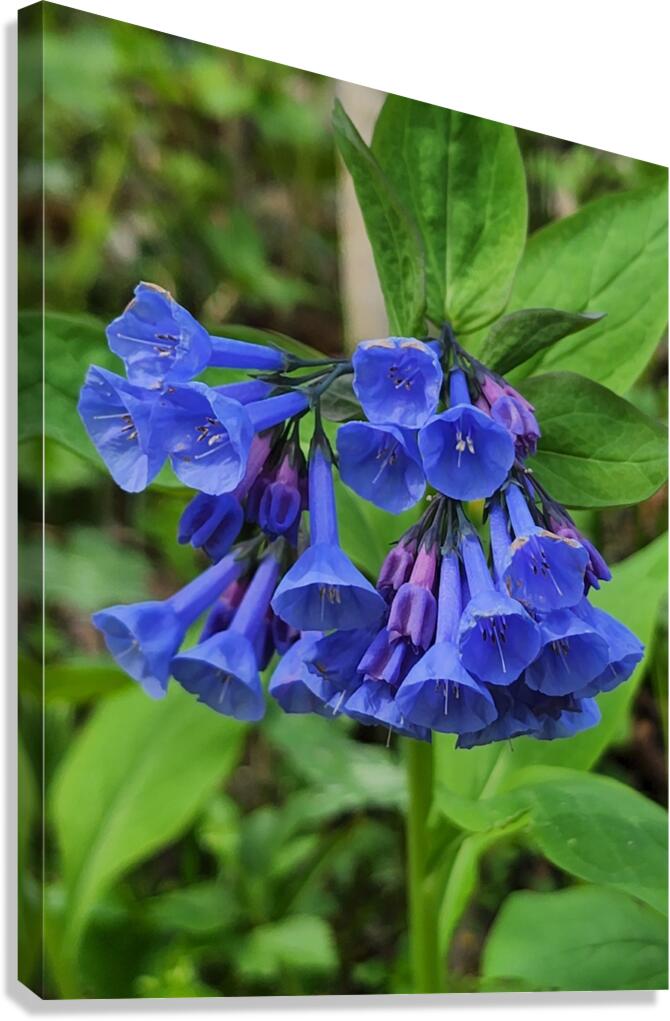Virginia Bluebells Canvas Print