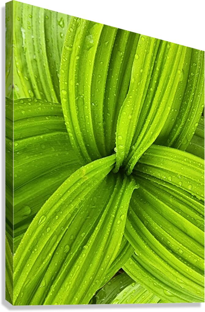 False Hellebore Canvas Print